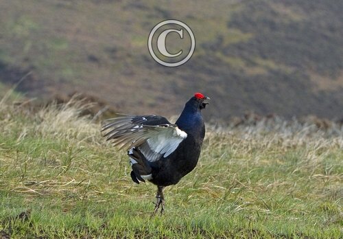 Black Grouse DM1003